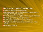 Pasiūlos ir paklausos elastingumas 3 puslapis