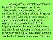 Pečių lankas 2 puslapis