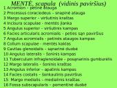 Pečių lankas 11 puslapis