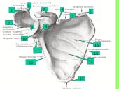 Pečių lankas 12 puslapis