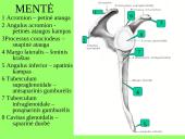 Pečių lankas 13 puslapis