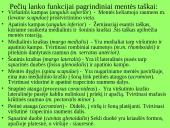 Pečių lankas 14 puslapis