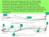 Pečių lankas 16 puslapis