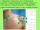 Pečių lankas 17 puslapis