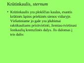 Pečių lankas 7 puslapis