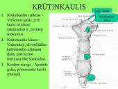Pečių lankas 8 puslapis