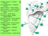 Pečių lankas 10 puslapis