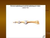 Pėdos kompleksas 12 puslapis