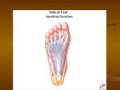 Pėdos kompleksas 13 puslapis