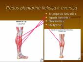 Pėdos kompleksas 14 puslapis