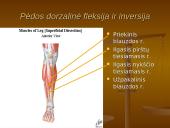 Pėdos kompleksas 15 puslapis