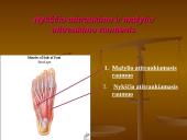 Pėdos kompleksas 16 puslapis