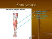 Pėdos kompleksas 18 puslapis