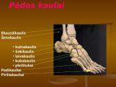 Pėdos kompleksas 3 puslapis