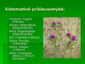 Penkialapis dobilas. Raktažolė pelenėlė. Puošnusis gvazdikas. Miškinė varnalėša 2 puslapis