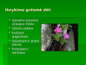 Penkialapis dobilas. Raktažolė pelenėlė. Puošnusis gvazdikas. Miškinė varnalėša 12 puslapis