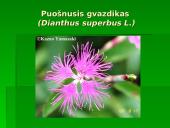 Penkialapis dobilas. Raktažolė pelenėlė. Puošnusis gvazdikas. Miškinė varnalėša 13 puslapis