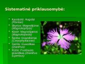 Penkialapis dobilas. Raktažolė pelenėlė. Puošnusis gvazdikas. Miškinė varnalėša 14 puslapis
