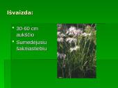 Penkialapis dobilas. Raktažolė pelenėlė. Puošnusis gvazdikas. Miškinė varnalėša 16 puslapis