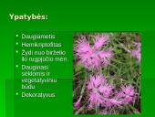 Penkialapis dobilas. Raktažolė pelenėlė. Puošnusis gvazdikas. Miškinė varnalėša 17 puslapis
