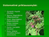 Penkialapis dobilas. Raktažolė pelenėlė. Puošnusis gvazdikas. Miškinė varnalėša 20 puslapis