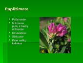 Penkialapis dobilas. Raktažolė pelenėlė. Puošnusis gvazdikas. Miškinė varnalėša 3 puslapis