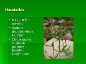 Penkialapis dobilas. Raktažolė pelenėlė. Puošnusis gvazdikas. Miškinė varnalėša 4 puslapis