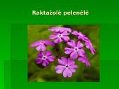 Penkialapis dobilas. Raktažolė pelenėlė. Puošnusis gvazdikas. Miškinė varnalėša 7 puslapis