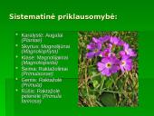Penkialapis dobilas. Raktažolė pelenėlė. Puošnusis gvazdikas. Miškinė varnalėša 8 puslapis