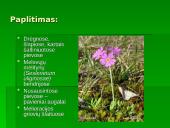 Penkialapis dobilas. Raktažolė pelenėlė. Puošnusis gvazdikas. Miškinė varnalėša 9 puslapis