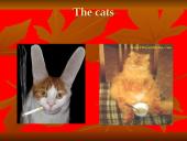 Most popular pets 12 puslapis