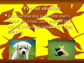 Most popular pets 4 puslapis