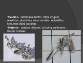 Platininių metalų grupė 10 puslapis