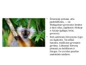 Primatai istorijoje 3 puslapis