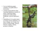 Primatai istorijoje 4 puslapis