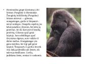 Primatai istorijoje 5 puslapis