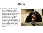 Primatai istorijoje 6 puslapis