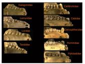Primatai istorijoje 7 puslapis