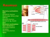 Raumuo, raumenų biomechanika ir sąnariai  2 puslapis