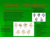 Raumuo, raumenų biomechanika ir sąnariai  4 puslapis