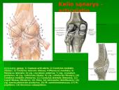 Raumuo, raumenų biomechanika ir sąnariai  5 puslapis