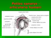 Raumuo, raumenų biomechanika ir sąnariai  7 puslapis