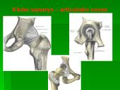 Raumuo, raumenų biomechanika ir sąnariai  8 puslapis