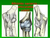 Raumuo, raumenų biomechanika ir sąnariai  9 puslapis