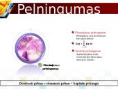 Rizika ir pelnas: visada šalia 7 puslapis