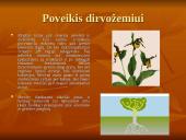 Rūgštūs lietūs ir jų žala 7 puslapis