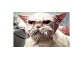 Sidabras ir mistika aplink sidabrą 11 puslapis