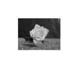 Sidabras ir mistika aplink sidabrą 10 puslapis