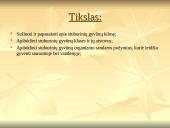 Stuburinių gyvūnų kilmė, atsiradimas, bei vystymasis 2 puslapis