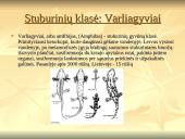 Stuburinių gyvūnų kilmė, atsiradimas, bei vystymasis 11 puslapis